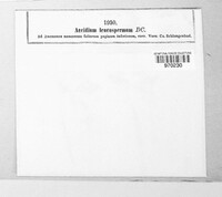Ochropsora ariae image